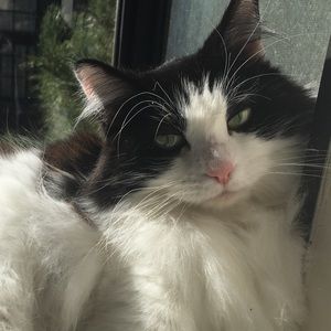 Meet your Posher, Alli